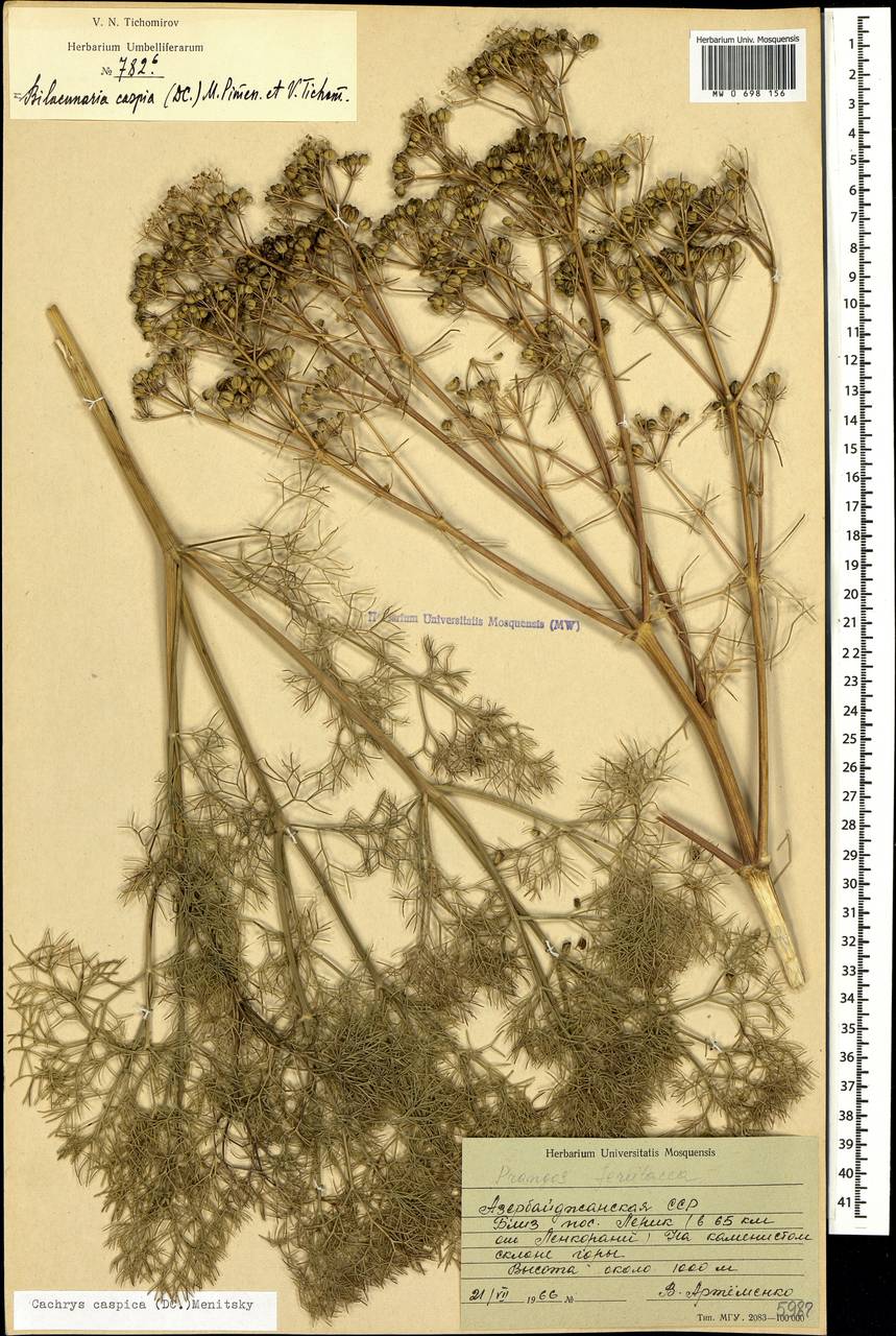 Двулакунница каспийская (DC.) Pimenov & V.N.Tikhom., Кавказ, Азербайджан (K6) (Азербайджан)
