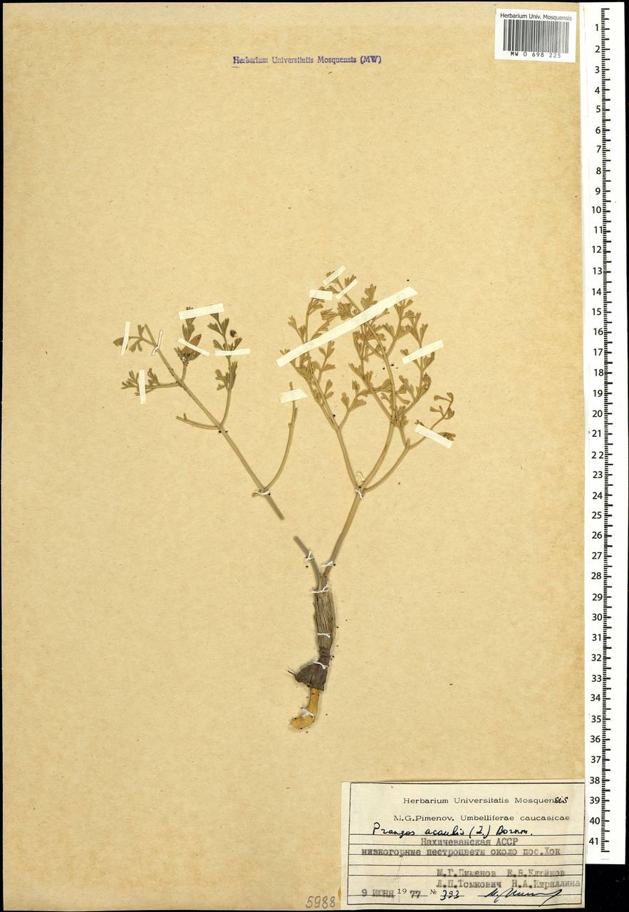 Прангос бесстебельный (DC.) Bornm., Кавказ, Азербайджан (K6) (Азербайджан)