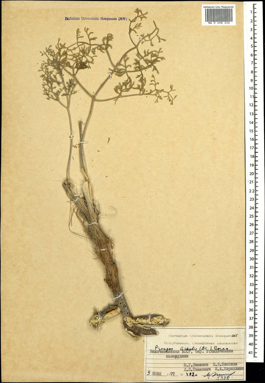 Прангос бесстебельный (DC.) Bornm., Кавказ, Азербайджан (K6) (Азербайджан)