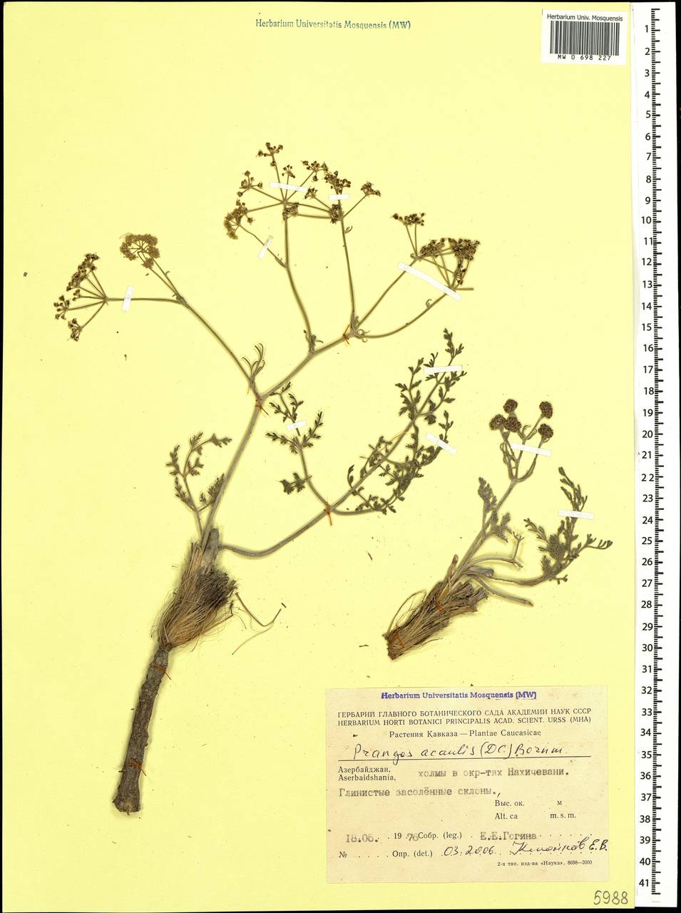 Прангос бесстебельный (DC.) Bornm., Кавказ, Азербайджан (K6) (Азербайджан)