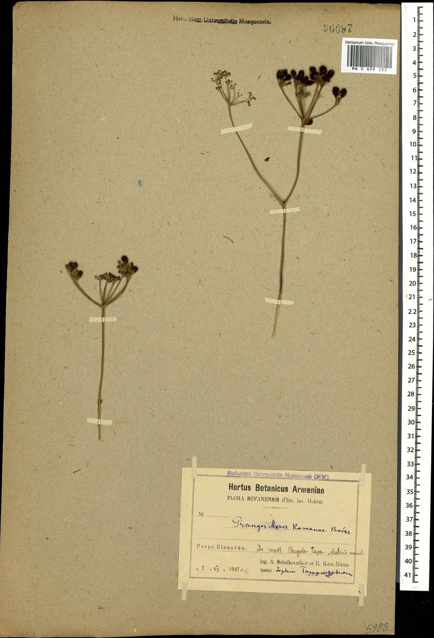 Prangos meliocarpoides var. arcis-romanae (Boiss. & A. Huet) Herrnst. & Heyn, Кавказ, Армения (K5) (Армения)