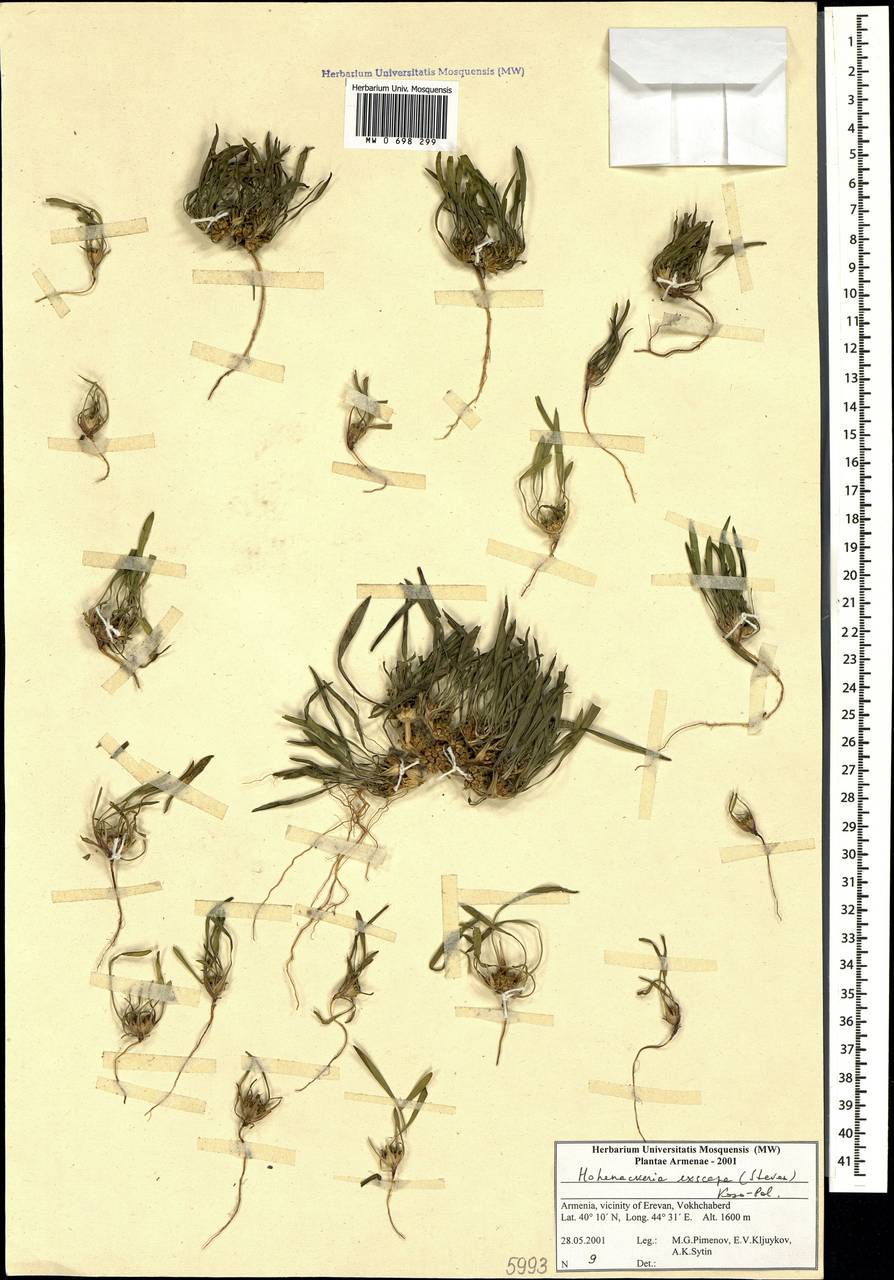 Гогенакерия бесстебельная (Steven) Koso-Pol., Кавказ, Армения (K5) (Армения)