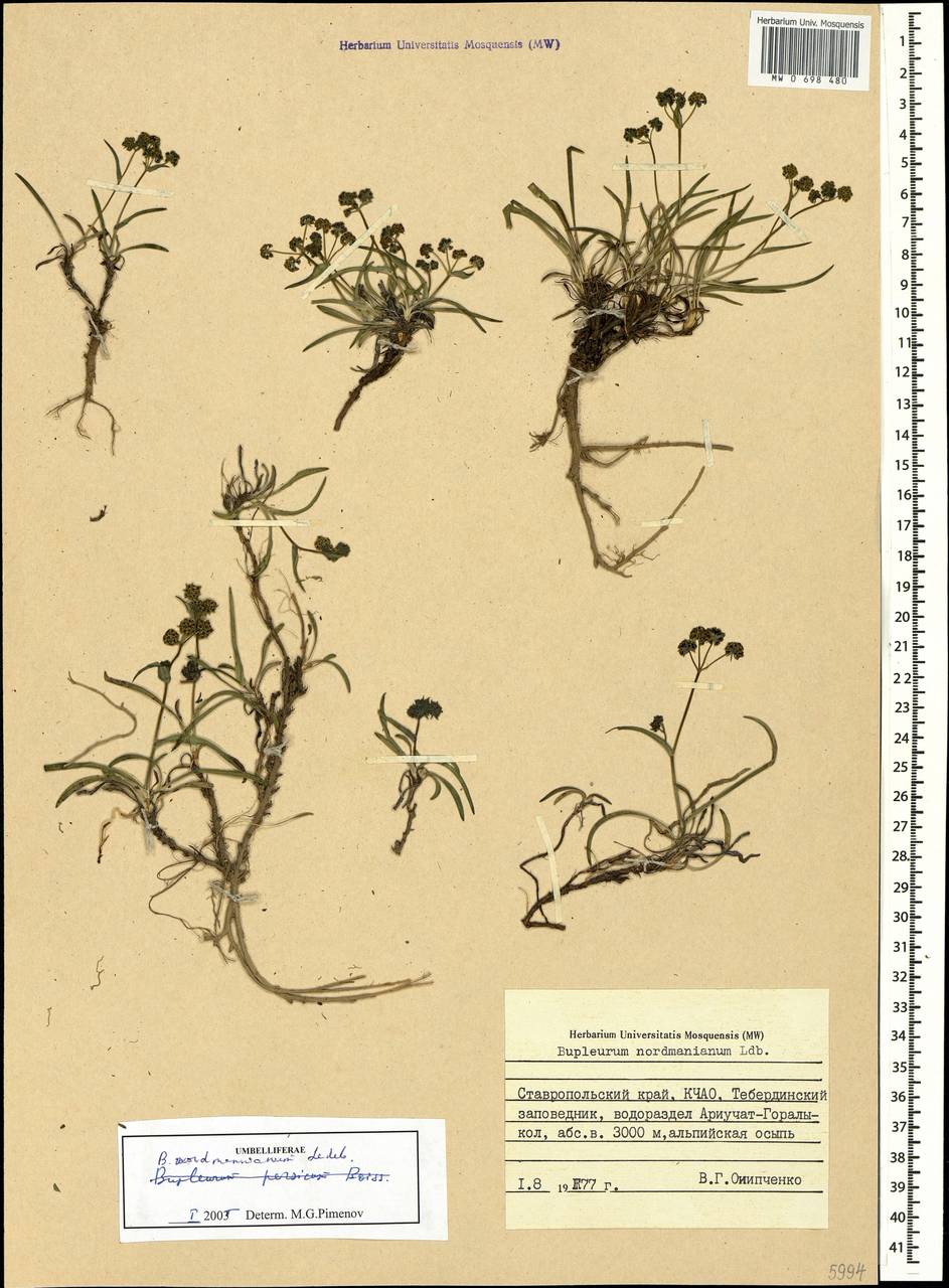 Володушка Нордмана Ledeb., Кавказ, Ставропольский край, Карачаево-Черкесия, Кабардино-Балкария (K1b) (Россия)