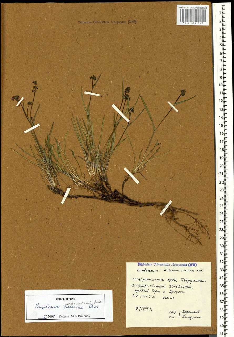 Володушка Нордмана Ledeb., Кавказ, Ставропольский край, Карачаево-Черкесия, Кабардино-Балкария (K1b) (Россия)