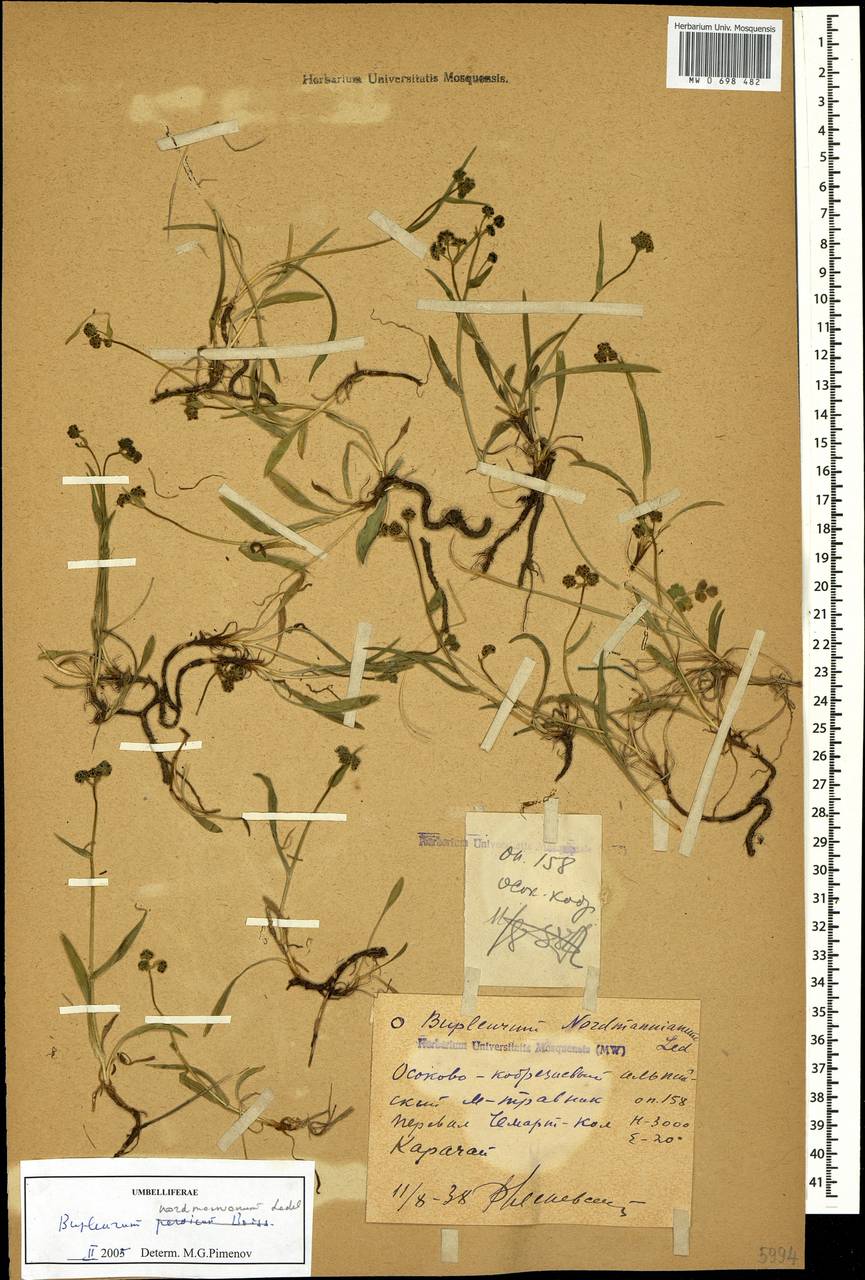 Володушка Нордмана Ledeb., Кавказ, Ставропольский край, Карачаево-Черкесия, Кабардино-Балкария (K1b) (Россия)