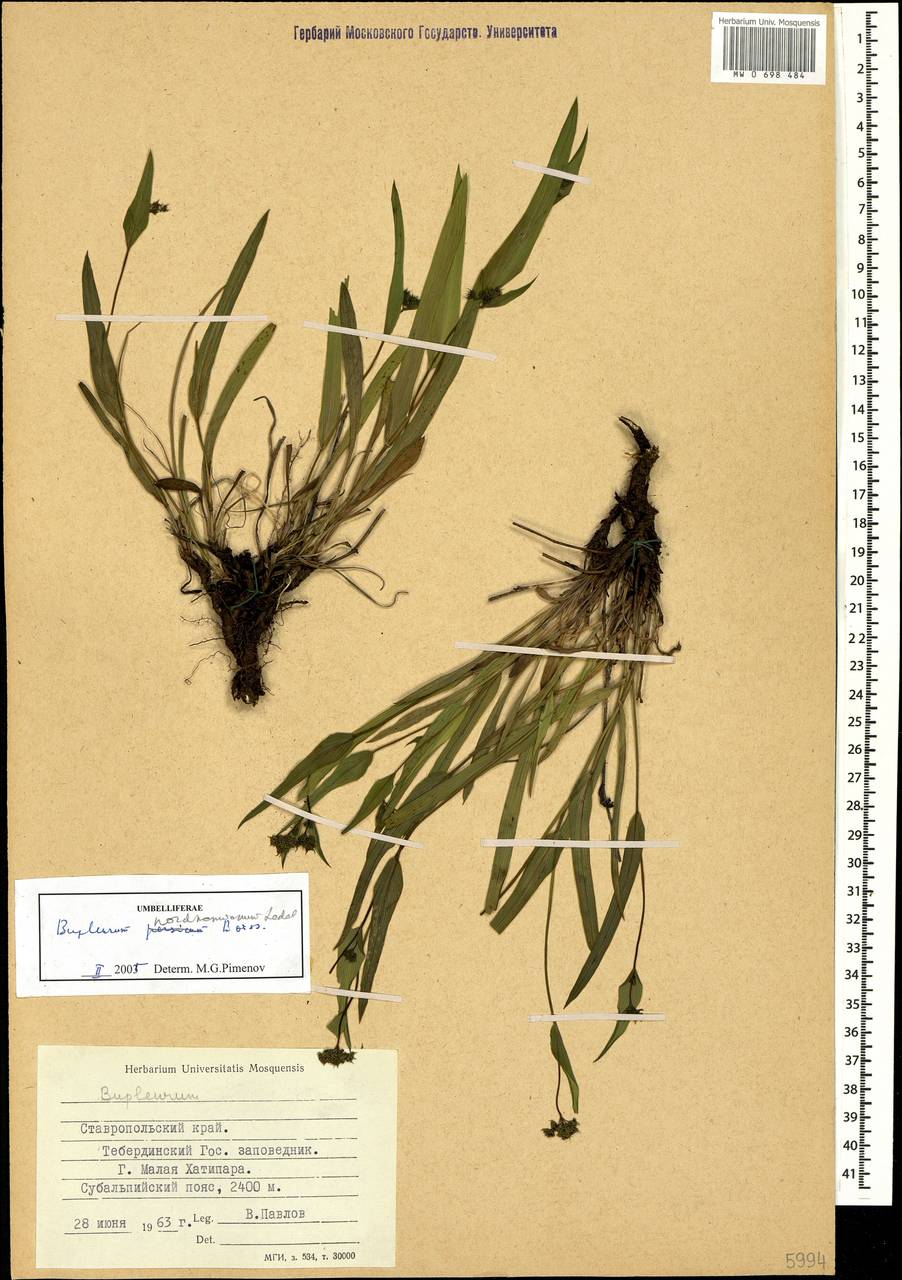 Володушка Нордмана Ledeb., Кавказ, Ставропольский край, Карачаево-Черкесия, Кабардино-Балкария (K1b) (Россия)