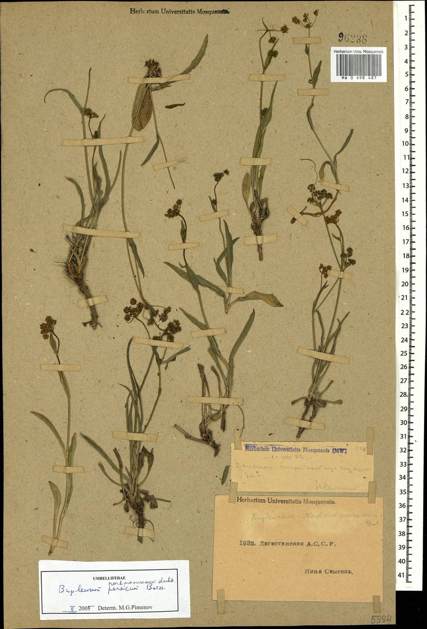 Володушка Нордмана Ledeb., Кавказ, Дагестан (K2) (Россия)