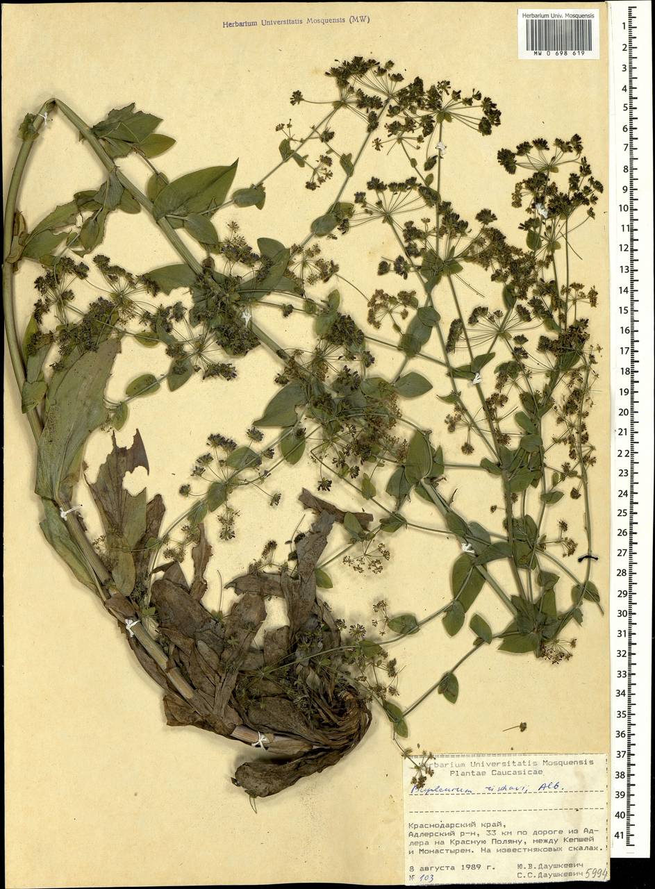 Володушка Ришави Albov, Кавказ, Краснодарский край и Адыгея (K1a) (Россия)