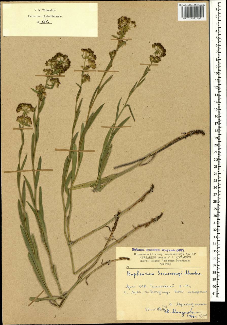 Bupleurum sosnowskyi Manden., Кавказ, Армения (K5) (Армения)