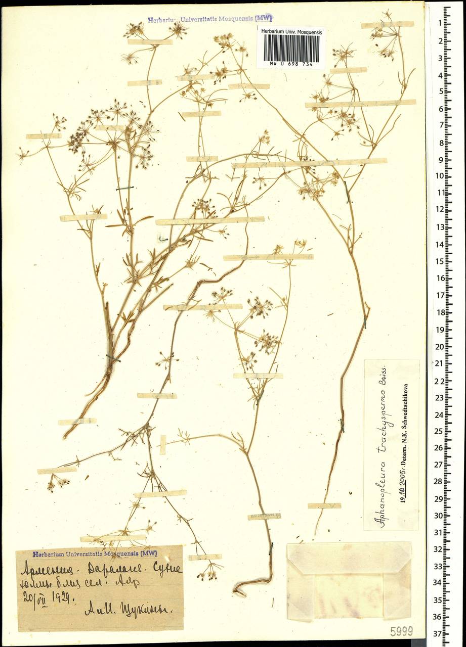 Неяснореберник шероховатоплодный Boiss., Кавказ, Армения (K5) (Армения)