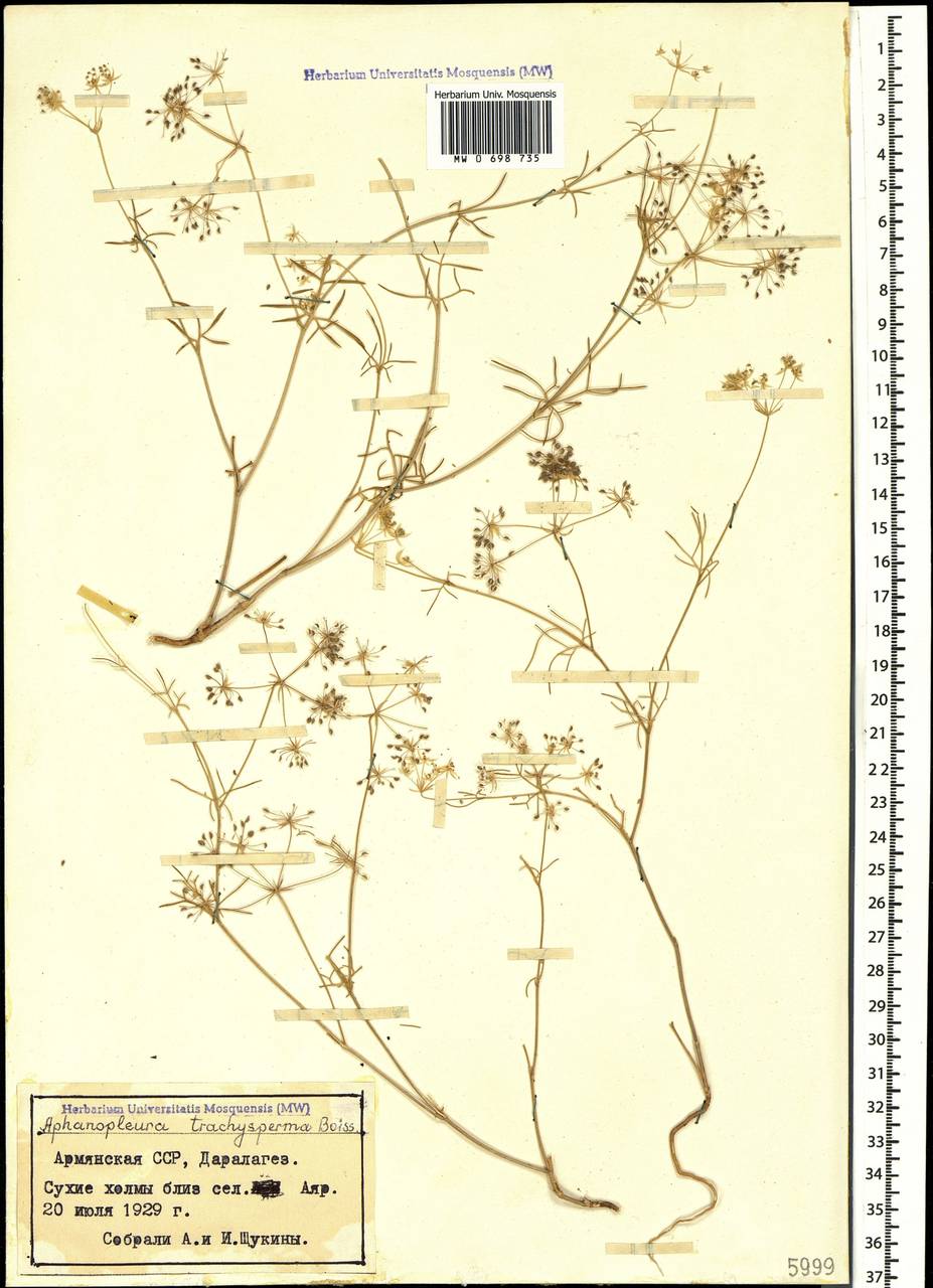 Неяснореберник шероховатоплодный Boiss., Кавказ, Армения (K5) (Армения)