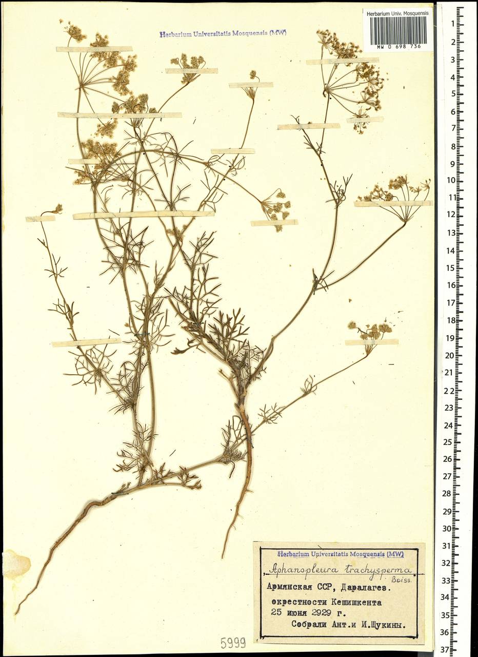 Неяснореберник шероховатоплодный Boiss., Кавказ, Армения (K5) (Армения)