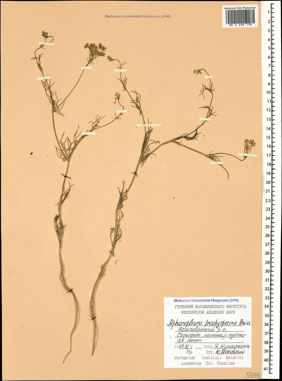 Неяснореберник шероховатоплодный Boiss., Кавказ, Азербайджан (K6) (Азербайджан)