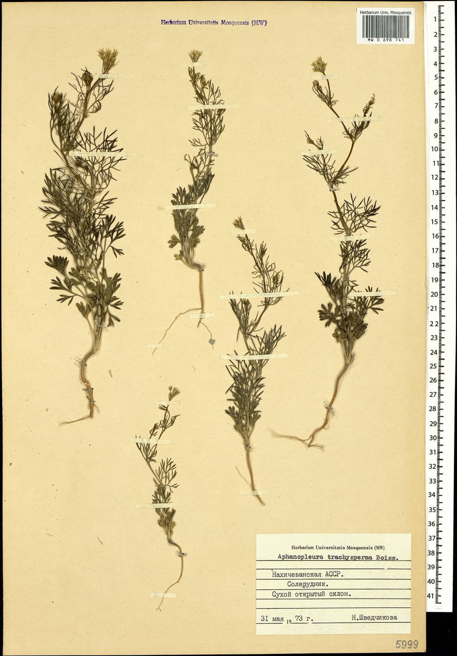 Неяснореберник шероховатоплодный Boiss., Кавказ, Азербайджан (K6) (Азербайджан)