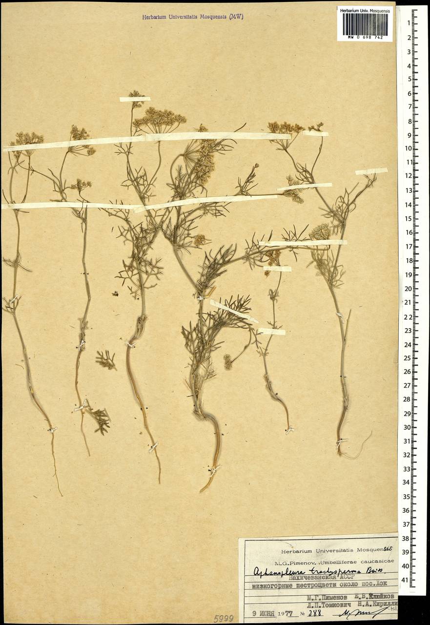 Неяснореберник шероховатоплодный Boiss., Кавказ, Азербайджан (K6) (Азербайджан)