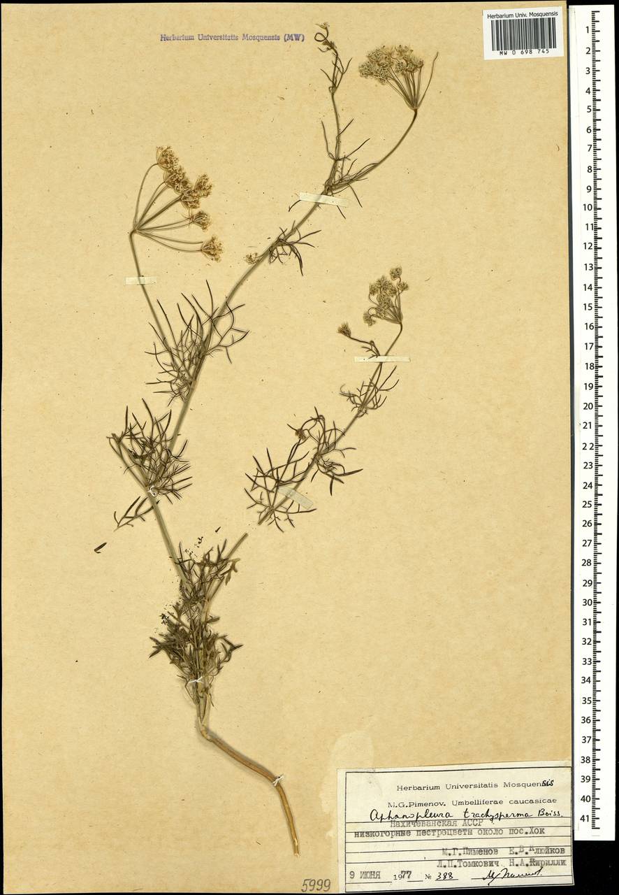 Неяснореберник шероховатоплодный Boiss., Кавказ, Азербайджан (K6) (Азербайджан)