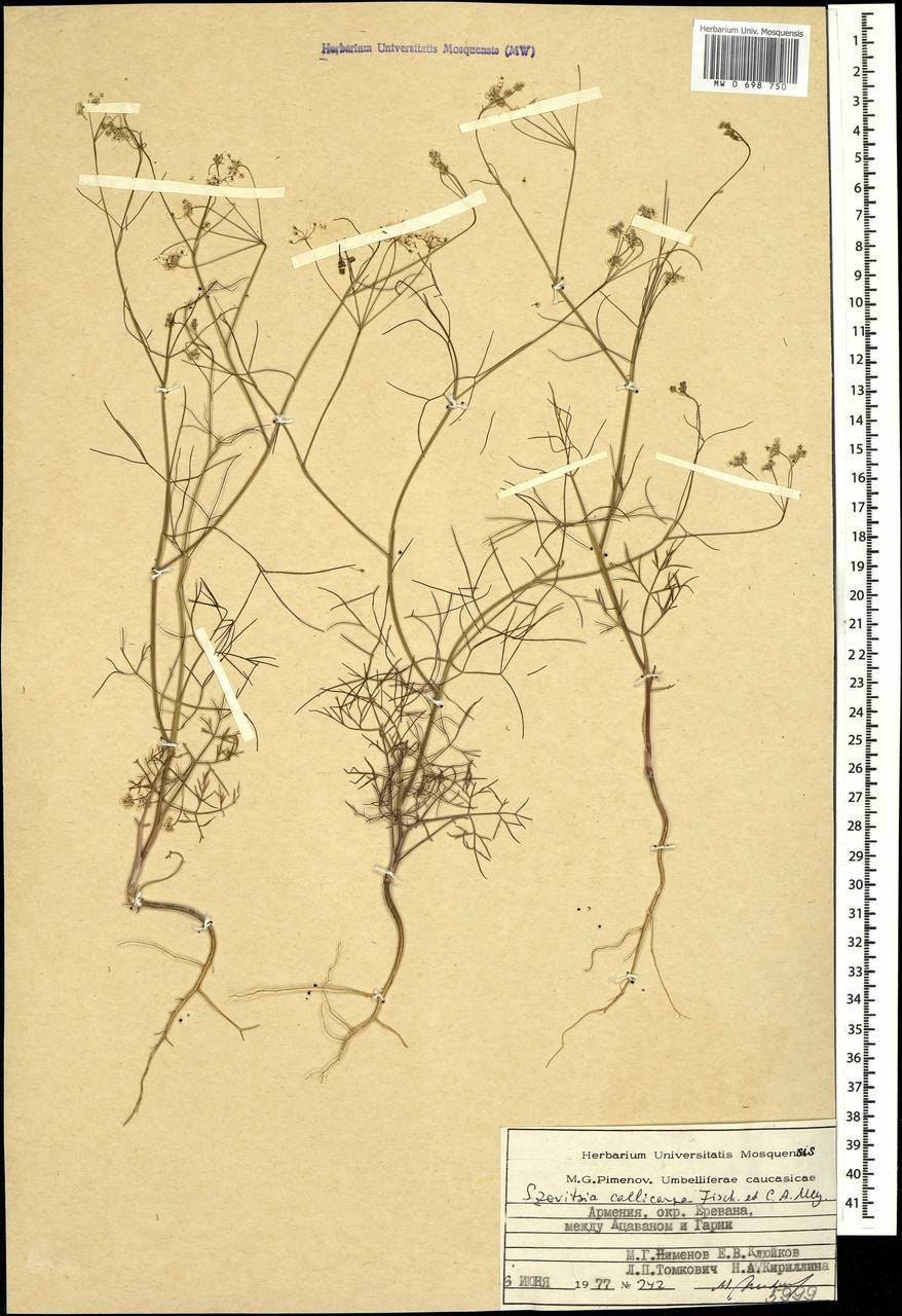Совичия красивоплодная Fisch. & C. A. Mey., Кавказ, Армения (K5) (Армения)