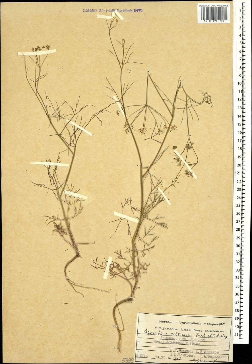 Совичия красивоплодная Fisch. & C. A. Mey., Кавказ, Армения (K5) (Армения)