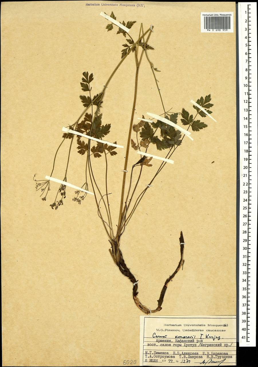 Aegopodium komarovii (Karjagin) Pimenov & Zakharova, Кавказ, Армения (K5) (Армения)