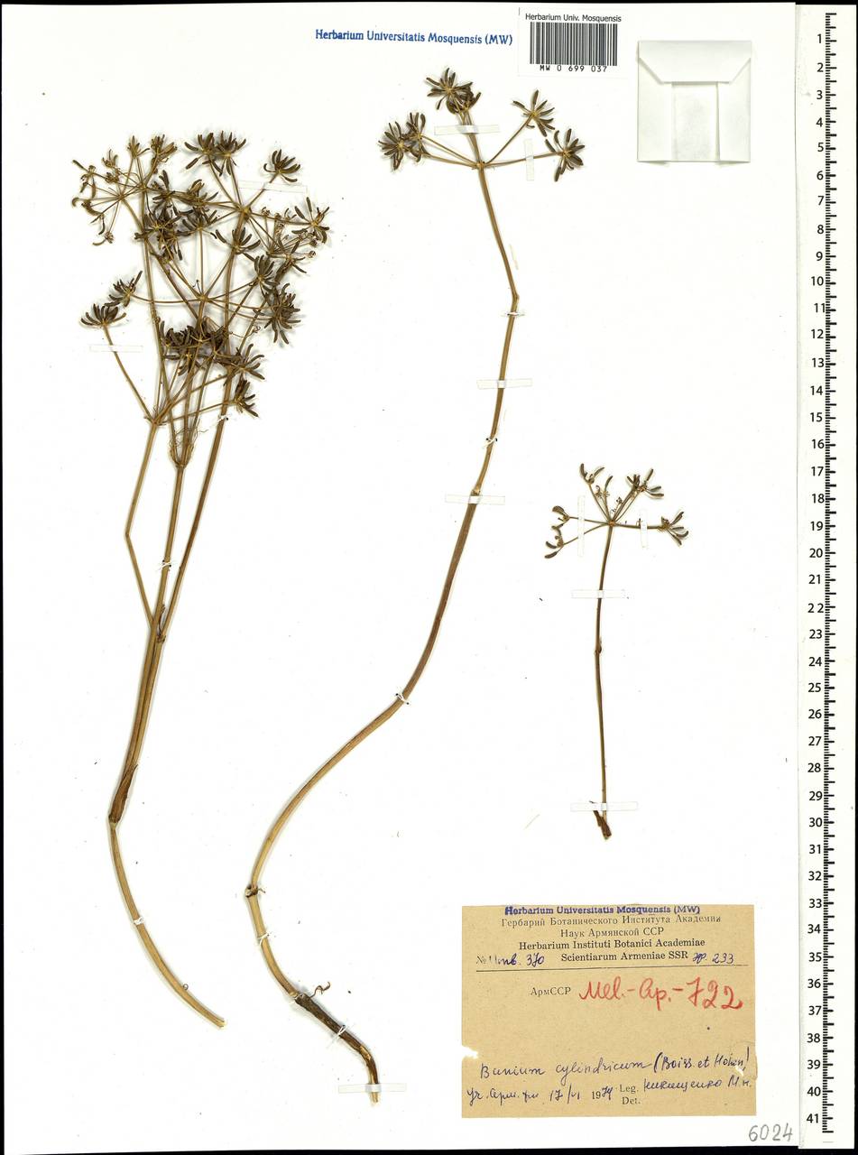 Elwendia cylindrica (Boiss. & Hausskn.) Pimenov & Kljuykov, Кавказ, Армения (K5) (Армения)