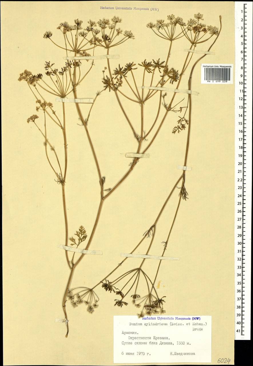 Elwendia cylindrica (Boiss. & Hausskn.) Pimenov & Kljuykov, Кавказ, Армения (K5) (Армения)