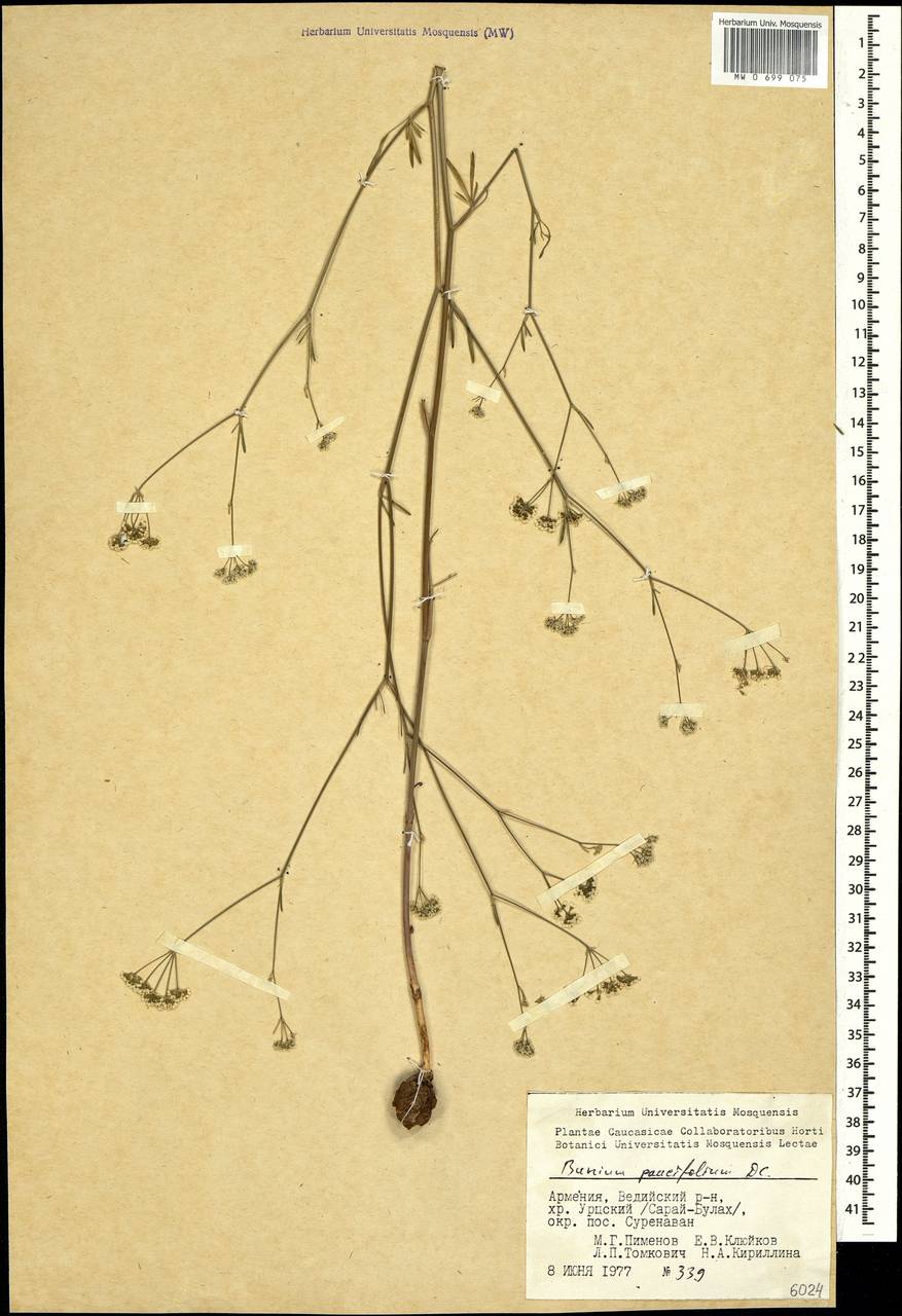 Буниум малолистный DC., Кавказ, Армения (K5) (Армения)