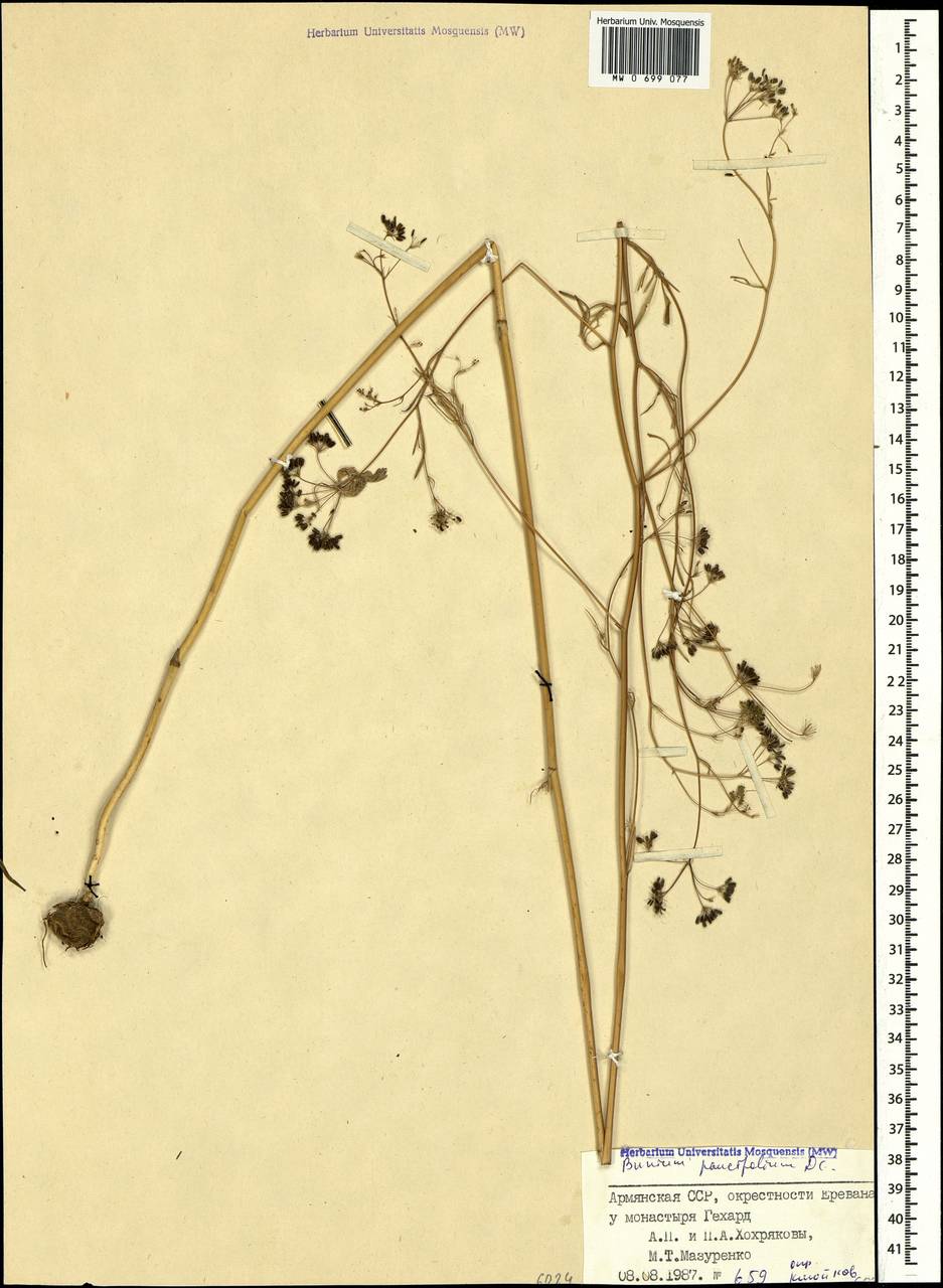 Буниум малолистный DC., Кавказ, Армения (K5) (Армения)