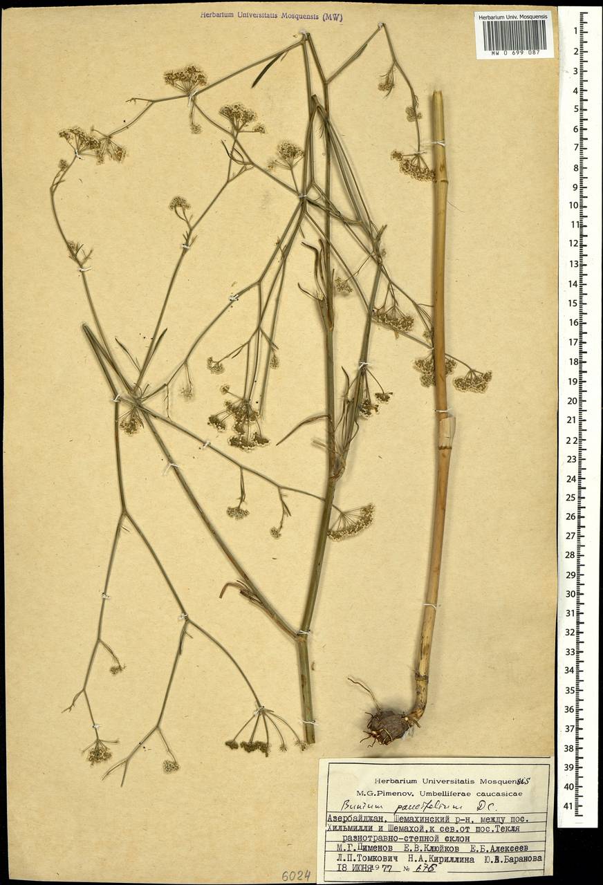Буниум малолистный DC., Кавказ, Азербайджан (K6) (Азербайджан)
