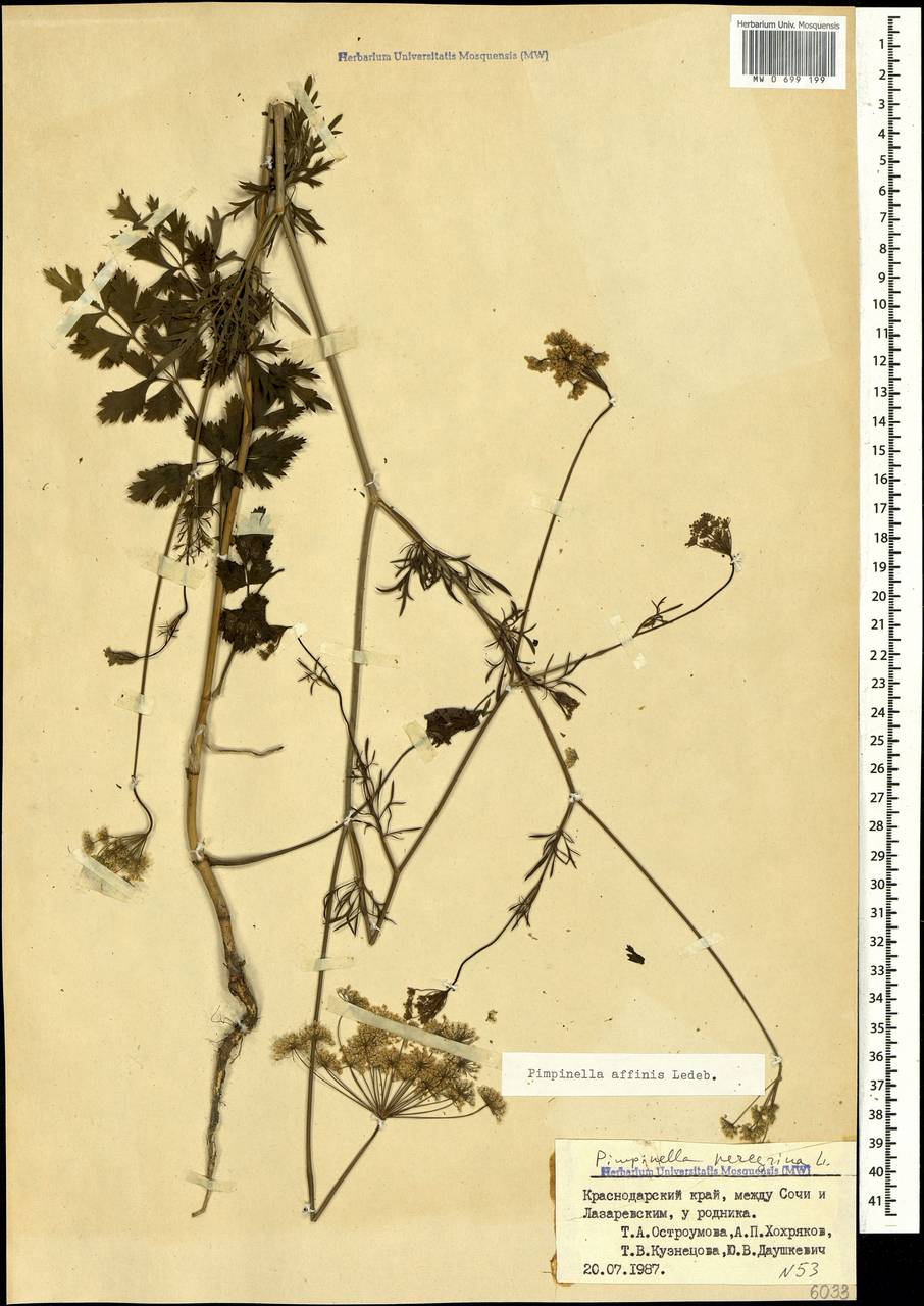 Бедренец близкий Ledeb., Кавказ, Черноморское побережье (от Новороссийска до Адлера) (K3) (Россия)