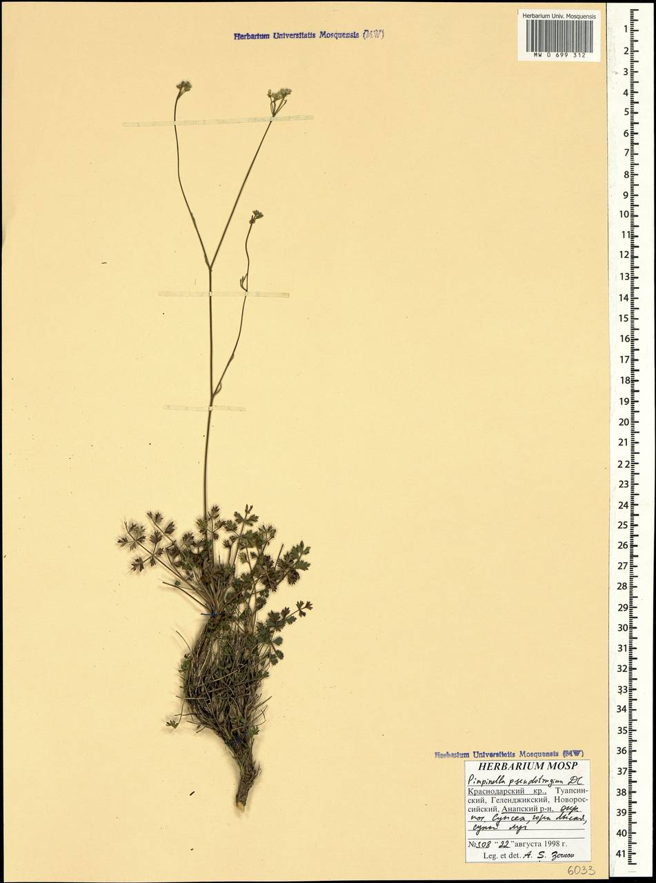Бедренец козельцовый (DC.) Matthews, Кавказ, Краснодарский край и Адыгея (K1a) (Россия)