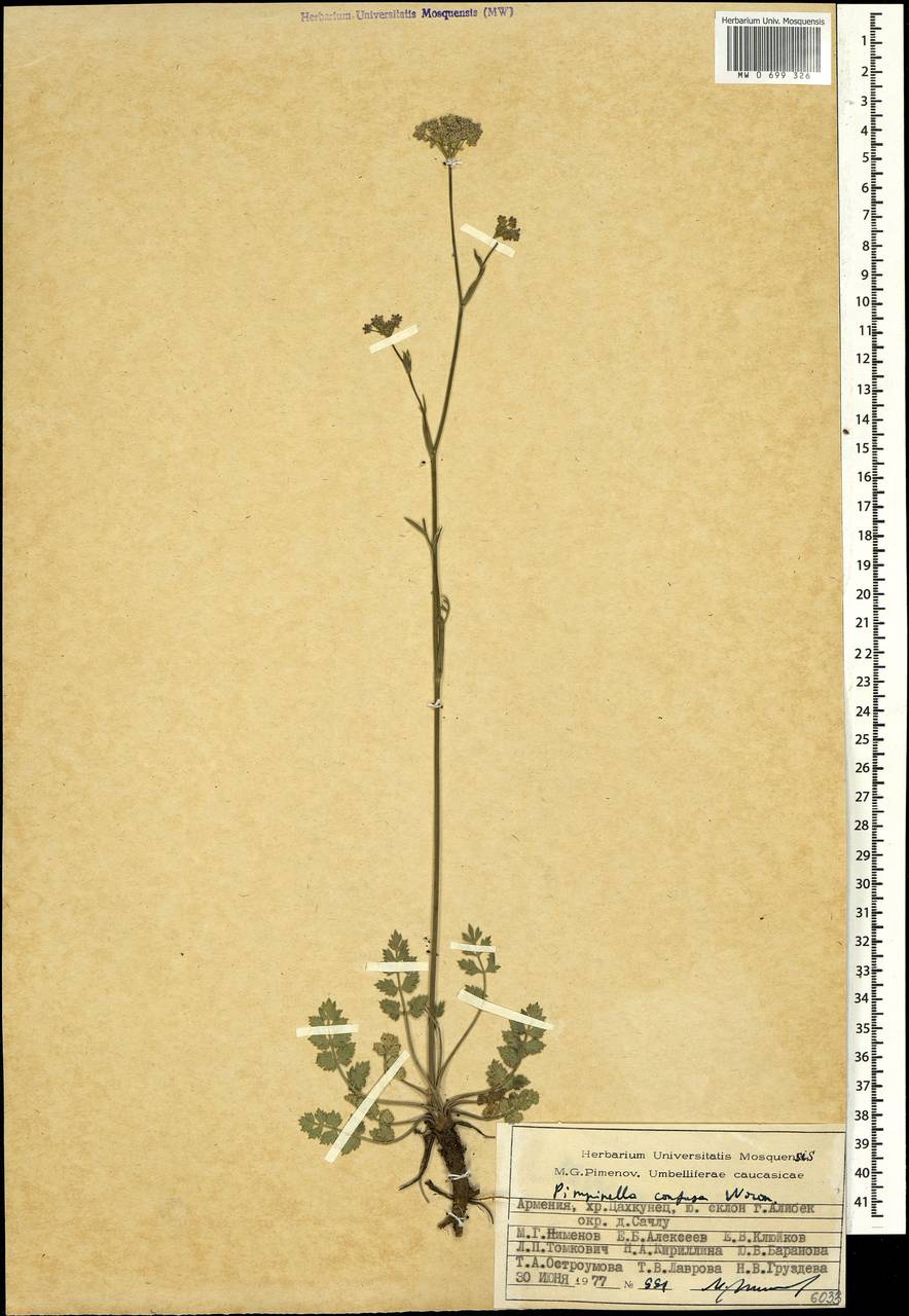 Бедренец козельцовый (DC.) Matthews, Кавказ, Армения (K5) (Армения)