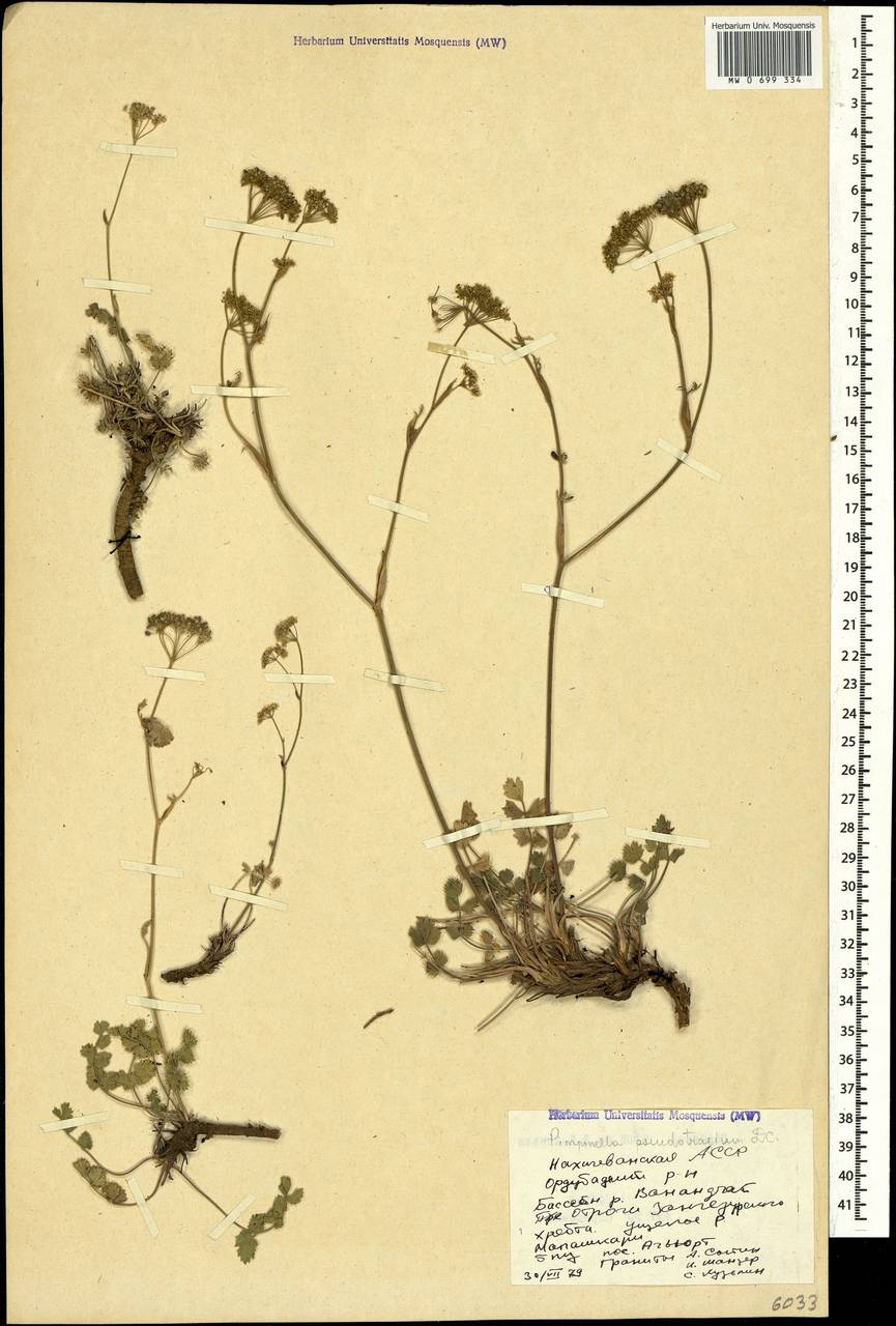 Бедренец козельцовый (DC.) Matthews, Кавказ, Азербайджан (K6) (Азербайджан)