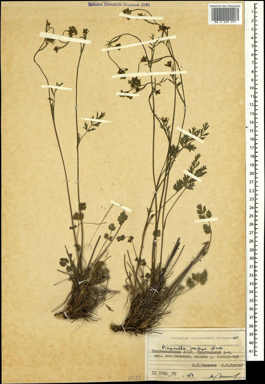 Бедренец козельцовый (DC.) Matthews, Кавказ, Азербайджан (K6) (Азербайджан)