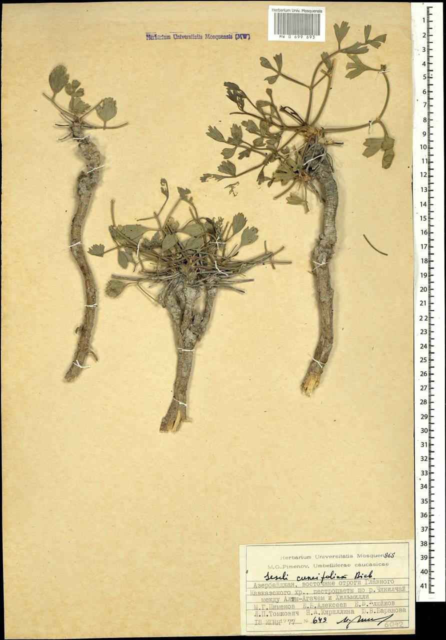 Seseli cuneifolium M.Bieb., Кавказ, Азербайджан (K6) (Азербайджан)