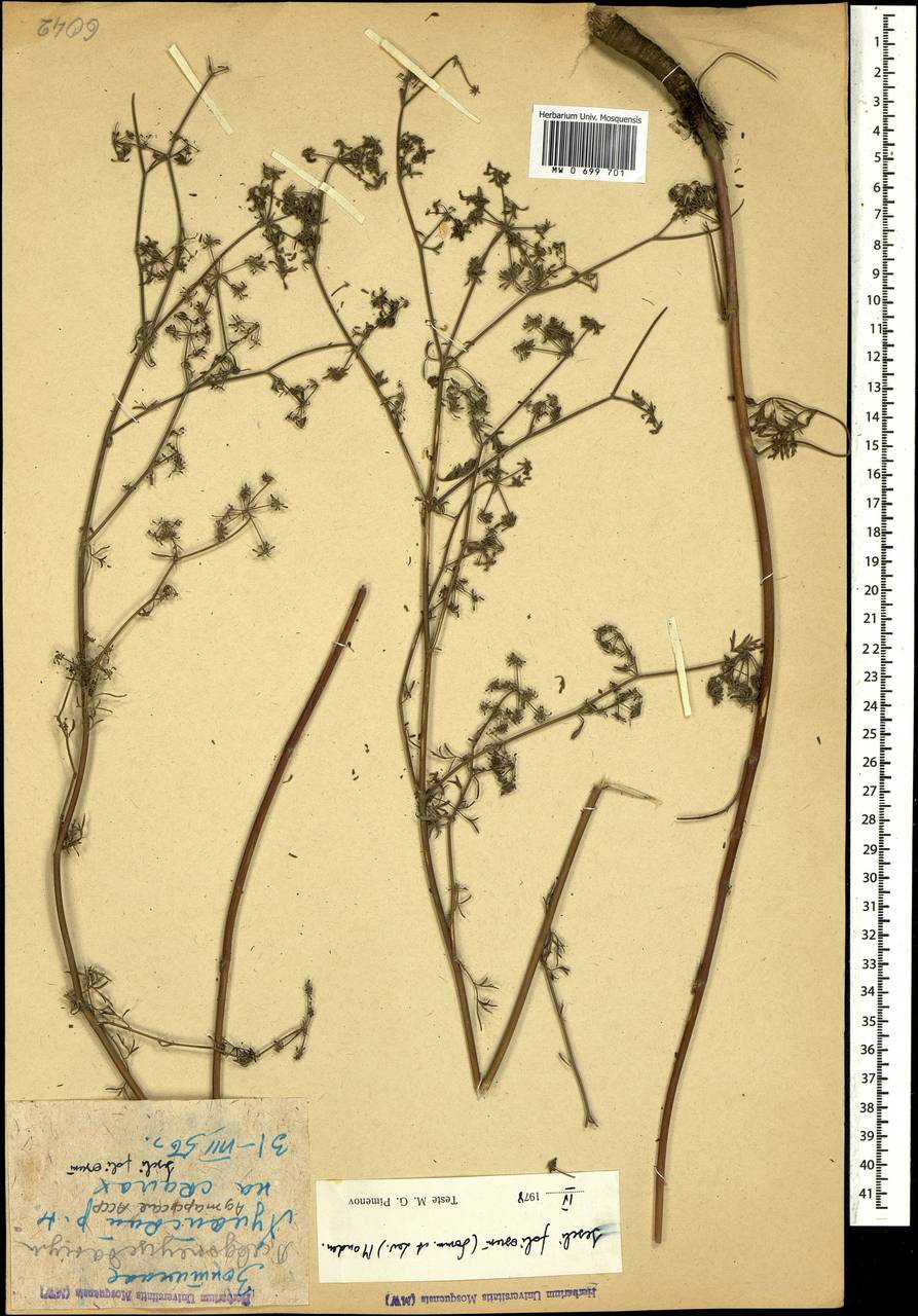 Жабрица многолистная (Sommier & Levier) Manden., Кавказ, Грузия (K4) (Грузия)