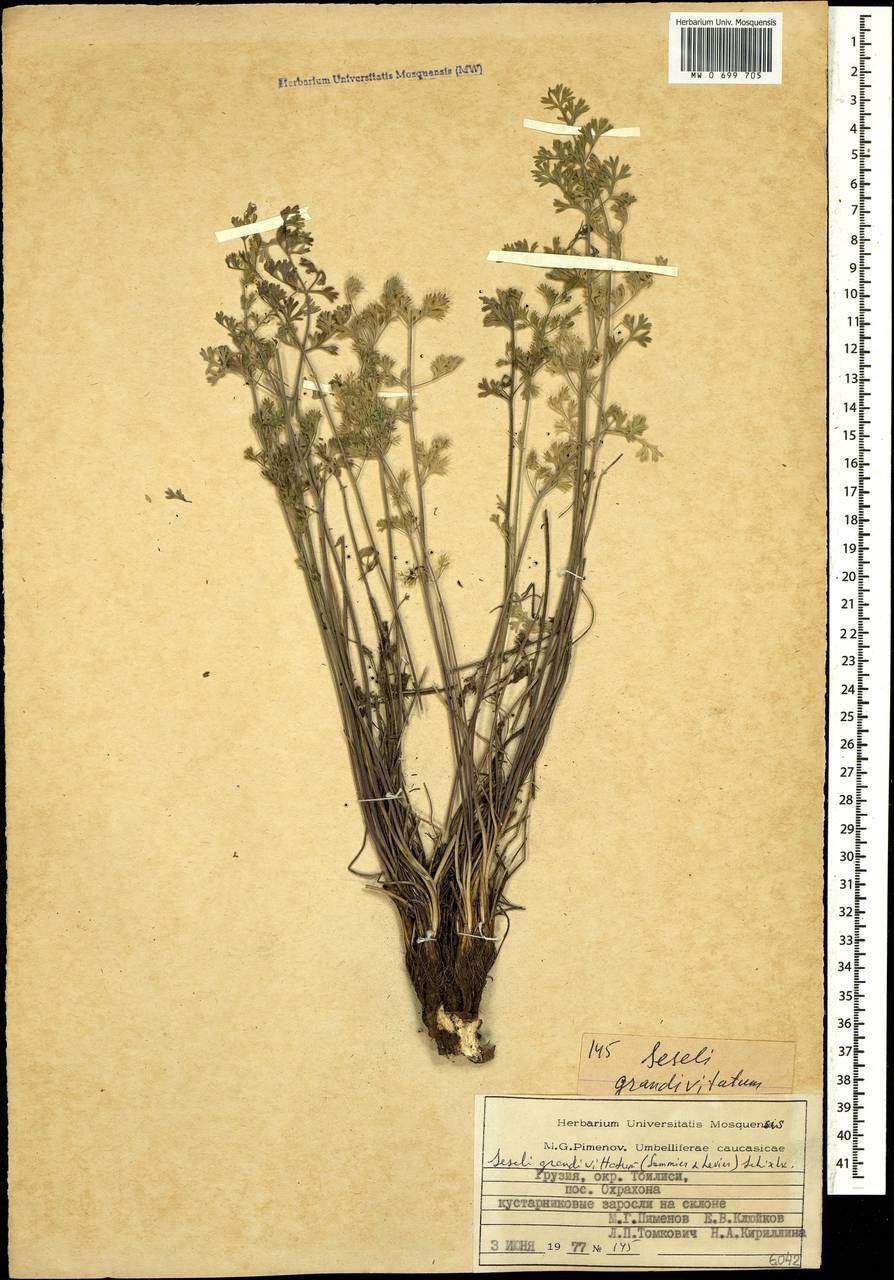 Жабрица крупноканальцевая (Sommier & Levier) Schischk., Кавказ, Грузия (K4) (Грузия)