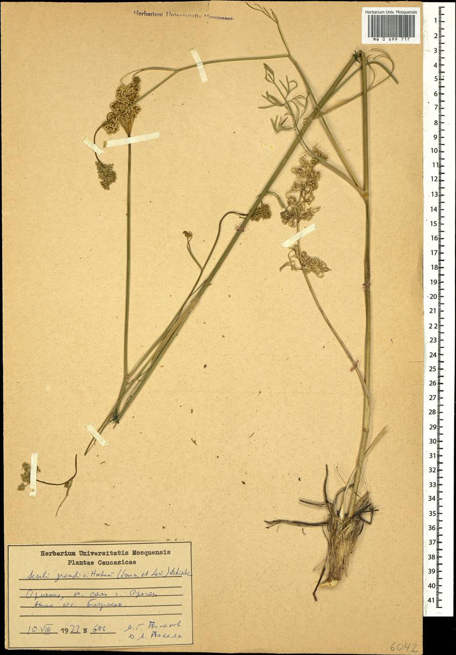 Жабрица крупноканальцевая (Sommier & Levier) Schischk., Кавказ, Армения (K5) (Армения)