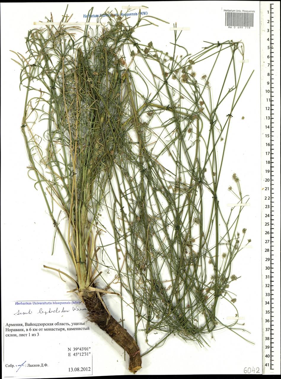 Жабрица тонковетвистая Woronow, Кавказ, Армения (K5) (Армения)