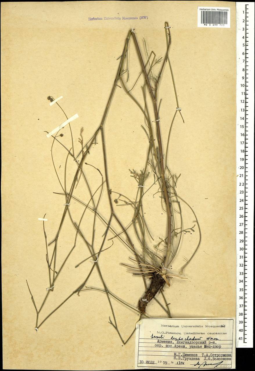 Жабрица тонковетвистая Woronow, Кавказ, Армения (K5) (Армения)