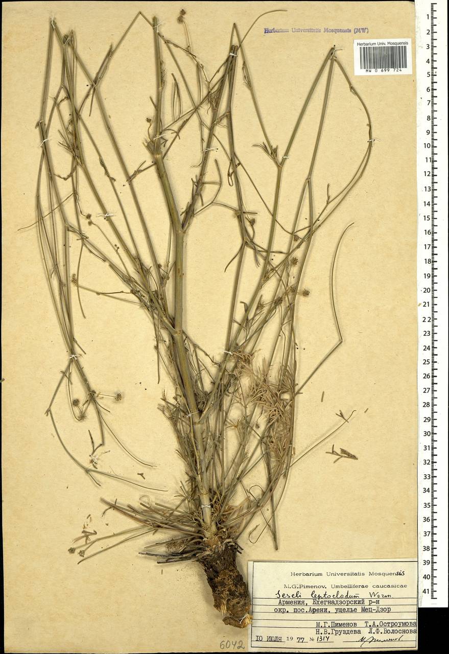 Жабрица тонковетвистая Woronow, Кавказ, Армения (K5) (Армения)