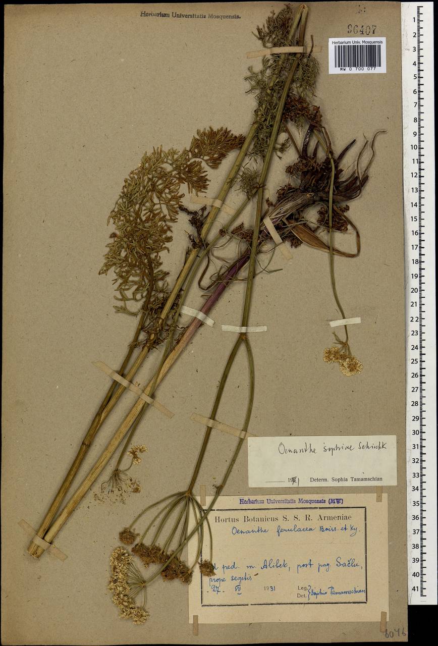 Oenanthe sophiae Schischk., Кавказ, Армения (K5) (Армения)