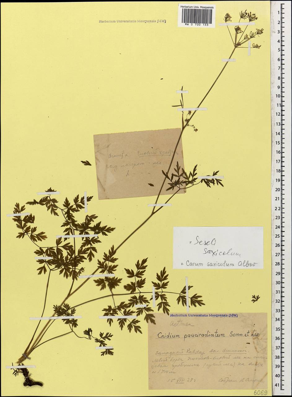 Selinum pauciradiatum (Sommier & Levier) Leute, Кавказ, Краснодарский край и Адыгея (K1a) (Россия)