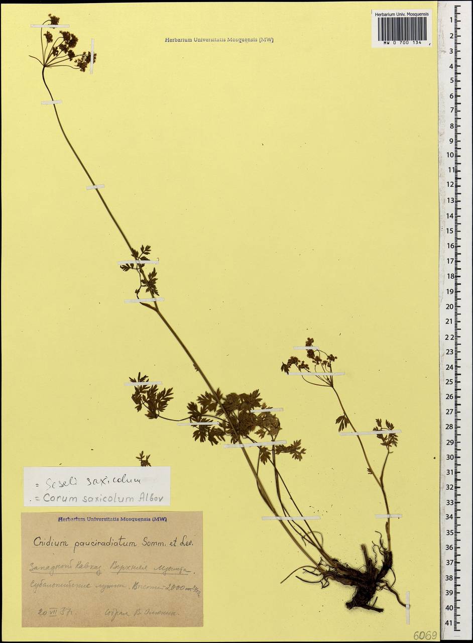 Selinum pauciradiatum (Sommier & Levier) Leute, Кавказ, Краснодарский край и Адыгея (K1a) (Россия)