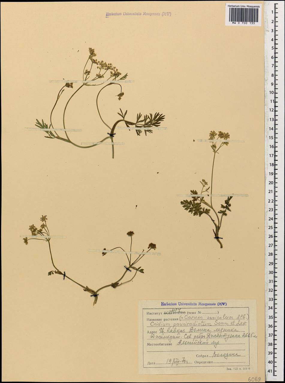 Selinum pauciradiatum (Sommier & Levier) Leute, Кавказ, Ставропольский край, Карачаево-Черкесия, Кабардино-Балкария (K1b) (Россия)