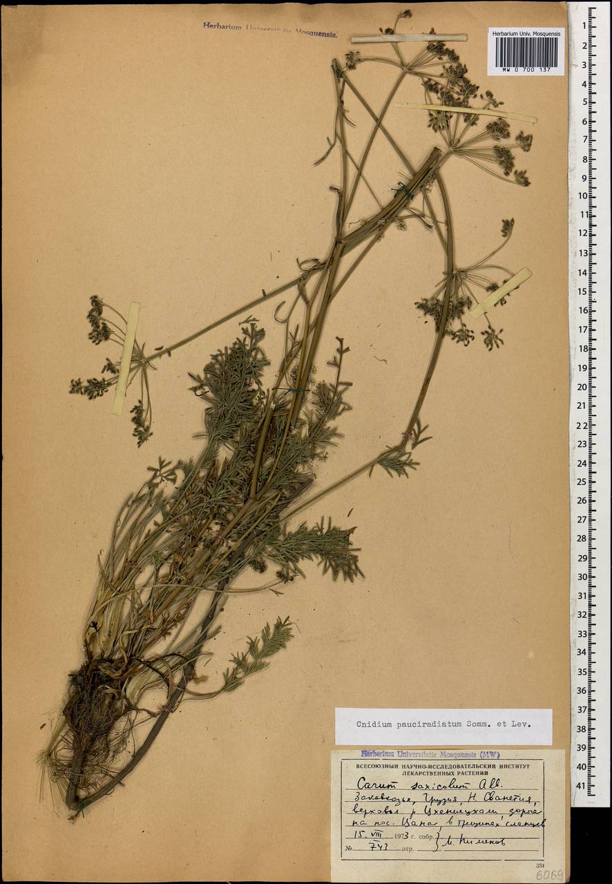 Selinum pauciradiatum (Sommier & Levier) Leute, Кавказ, Грузия (K4) (Грузия)