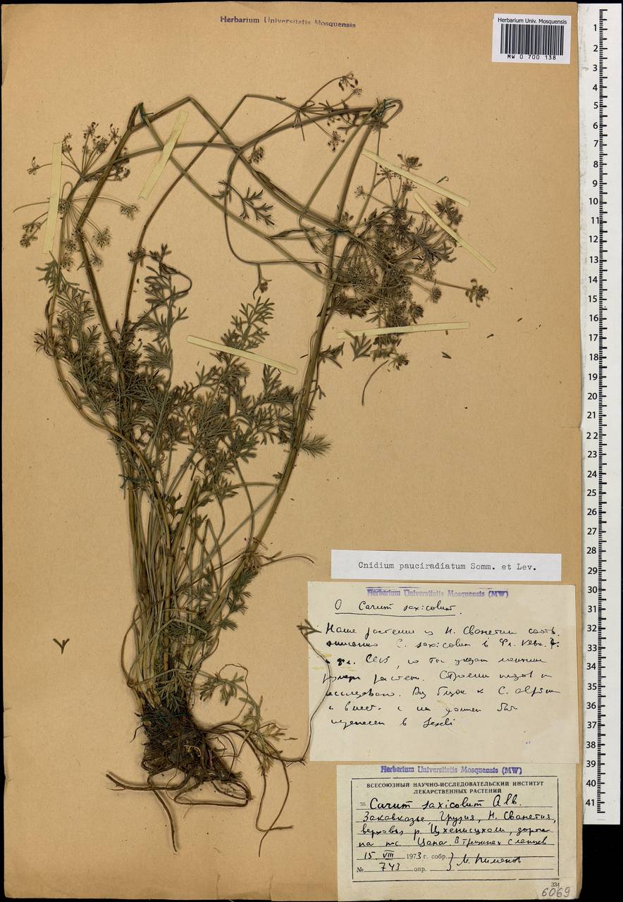 Selinum pauciradiatum (Sommier & Levier) Leute, Кавказ, Грузия (K4) (Грузия)