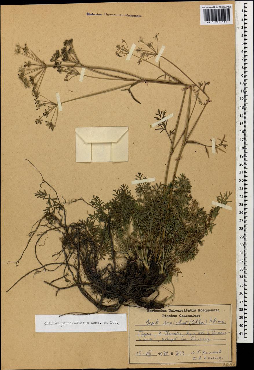 Selinum pauciradiatum (Sommier & Levier) Leute, Кавказ, Грузия (K4) (Грузия)