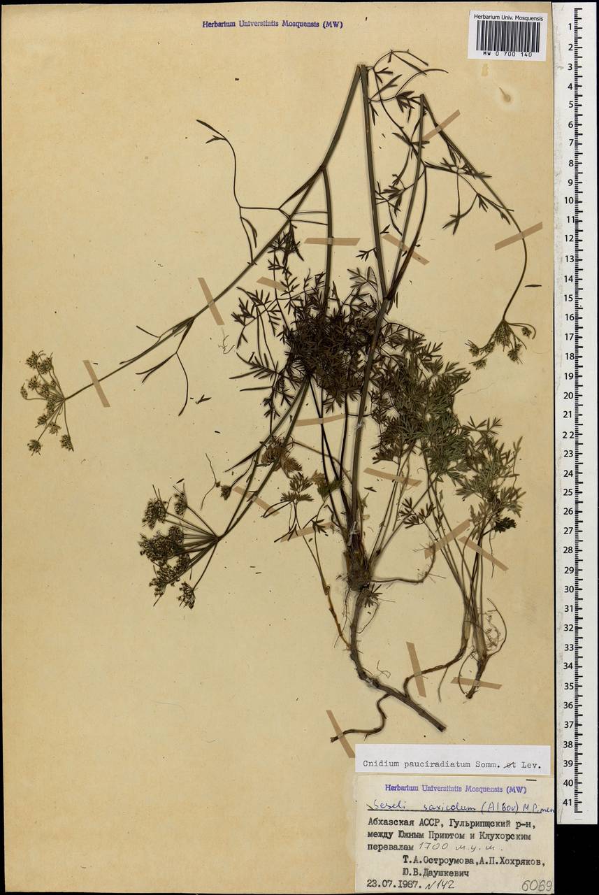 Selinum pauciradiatum (Sommier & Levier) Leute, Кавказ, Абхазия (K4a) (Абхазия)