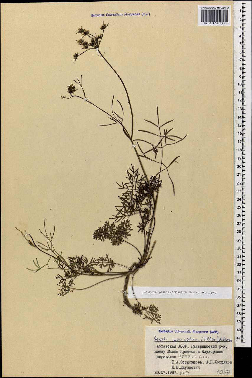Selinum pauciradiatum (Sommier & Levier) Leute, Кавказ, Абхазия (K4a) (Абхазия)