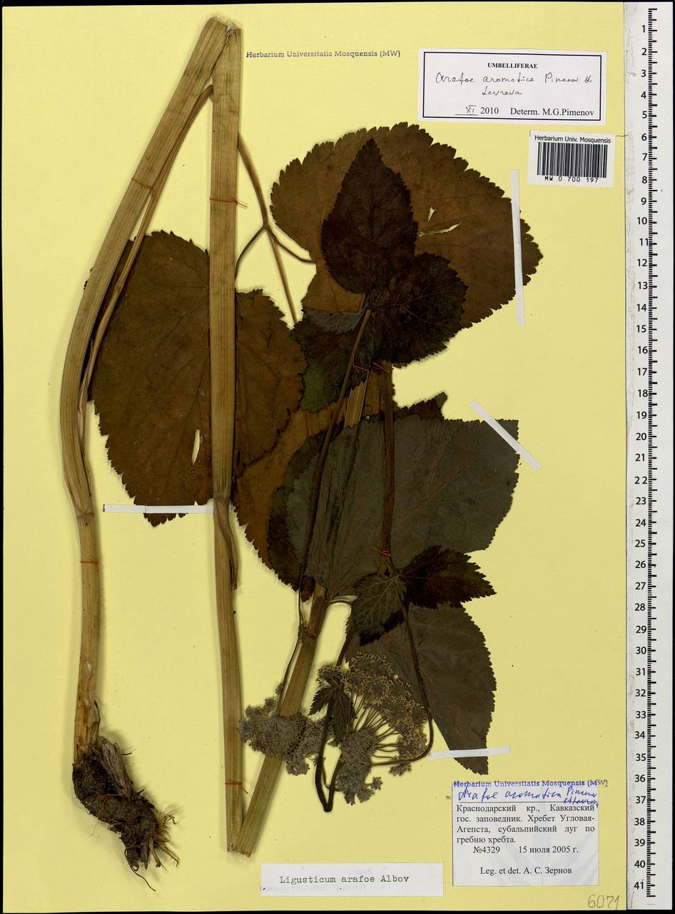 Арафе ароматная Pimenov & Lavrova, Кавказ, Краснодарский край и Адыгея (K1a) (Россия)